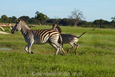 Africa;animal;animals;black-amp;-white;black-and-white;Chapmans-zebra;Chapmans-zebras;Chapmans-zebra;Chapmans-zebras;Equus-quagga;Equus-quagga-chapmani;game-park;game-parks;game-reserve;game-reserves;Hwange-N.P.;Hwange-National-Park;Hwange-NP;mammal;mammals;national-park;national-parks;plains-zebra;plains-zebras;run;running;Southern-Africa;Wankie-Game-Reserve;wildlife;wildlife-park;wildlife-parks;wildlife-reserve;wildlife-reserves;zebra;zebras;Zimbabwe