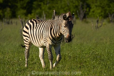 Africa;animal;animals;black-amp;-white;black-and-white;Chapmans-zebra;Chapmans-zebras;Chapmans-zebra;Chapmans-zebras;Equus-quagga;Equus-quagga-chapmani;game-park;game-parks;game-reserve;game-reserves;Hwange-N.P.;Hwange-National-Park;Hwange-NP;mammal;mammals;national-park;national-parks;plains-zebra;plains-zebras;Southern-Africa;Wankie-Game-Reserve;wildlife;wildlife-park;wildlife-parks;wildlife-reserve;wildlife-reserves;zebra;zebras;Zimbabwe