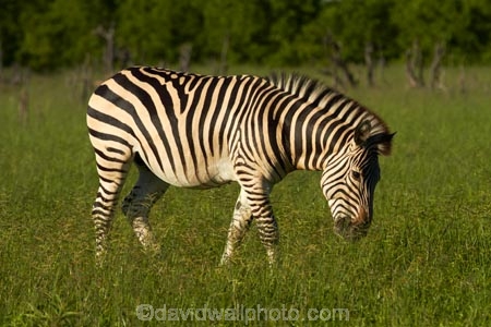 Africa;animal;animals;black-amp;-white;black-and-white;Chapmans-zebra;Chapmans-zebras;Chapmans-zebra;Chapmans-zebras;Equus-quagga;Equus-quagga-chapmani;game-park;game-parks;game-reserve;game-reserves;Hwange-N.P.;Hwange-National-Park;Hwange-NP;mammal;mammals;national-park;national-parks;plains-zebra;plains-zebras;Southern-Africa;Wankie-Game-Reserve;wildlife;wildlife-park;wildlife-parks;wildlife-reserve;wildlife-reserves;zebra;zebras;Zimbabwe