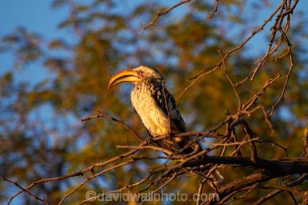Africa;Animal;animals;avian;bird;bird-spotting;bird-watching;bird_watching;birds;eco-tourism;eco_tourism;ecotourism;Fauna;game-park;game-parks;game-reserve;game-reserves;hornbill;hornbills;Hwange-N.P.;Hwange-National-Park;Hwange-NP;national-park;national-parks;Natural;Nature;Ornithology;Southern-Africa;Southern-Yellow-billed-Hornbill;Southern-Yellow-billed-Hornbill-Tockus-leucomelas;Southern-Yellow-billed-hornbills;Southern-Yellow_billed-Hornbill;Southern-Yellow_billed-Hornbills;Southern-Yellowbilled-Hornbill;Southern-Yellowbilled-Hornbills;Wankie-Game-Reserve;wild;wildlife;wildlife-park;wildlife-parks;wildlife-reserve;wildlife-reserves;Yellow-billed-Hornbills;Yellow_billed-Hornbill;Yellow_billed-Hornbills;Yellowbilled-Hornbill;Yellowbilled-Hornbills;Zimbabwe