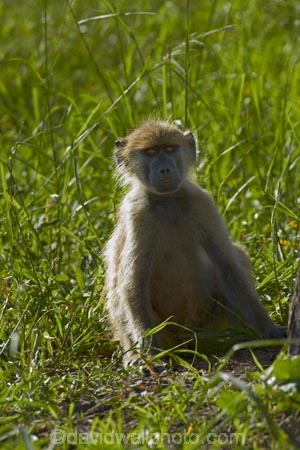 Africa;animal;animals;baboon;baboons;Cape-baboon;Cape-baboons;Chacma-baboon;Chacma-baboons;game-park;game-parks;game-reserve;game-reserves;Gray_footed-chacma-baboon;Hwange-N.P.;Hwange-National-Park;Hwange-NP;juvenile-baboon;mammal;mammals;monkey;monkeys;national-park;national-parks;Papio-ursinus;Papio-ursinus-griseipes;Southern-Africa;Wankie-Game-Reserve;wildlife;wildlife-park;wildlife-parks;wildlife-reserve;wildlife-reserves;young;Zimbabwe