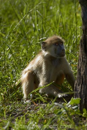 Africa;animal;animals;baboon;baboons;Cape-baboon;Cape-baboons;Chacma-baboon;Chacma-baboons;game-park;game-parks;game-reserve;game-reserves;Gray_footed-chacma-baboon;Hwange-N.P.;Hwange-National-Park;Hwange-NP;juvenile-baboon;mammal;mammals;monkey;monkeys;national-park;national-parks;Papio-ursinus;Papio-ursinus-griseipes;Southern-Africa;Wankie-Game-Reserve;wildlife;wildlife-park;wildlife-parks;wildlife-reserve;wildlife-reserves;young;Zimbabwe