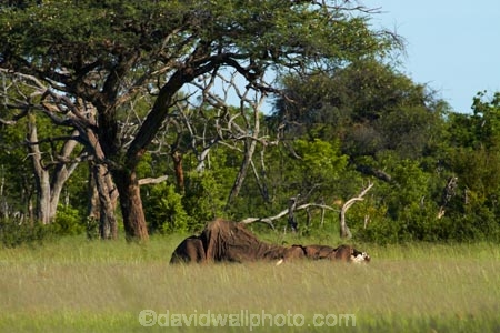 Africa;African-bush-elephant;African-bush-elephants;African-elephant;African-elephants;animal;animals;dead;dead-elephant;dead-elephants;death;elephant;elephants;game-park;game-parks;game-reserve;game-reserves;Hwange-N.P.;Hwange-National-Park;Hwange-NP;Loxodonta-africana;mammal;mammals;national-park;national-parks;pachyderm;pachyderms;Southern-Africa;Wankie-Game-Reserve;wildlife;wildlife-park;wildlife-parks;wildlife-reserve;wildlife-reserves;Zimbabwe