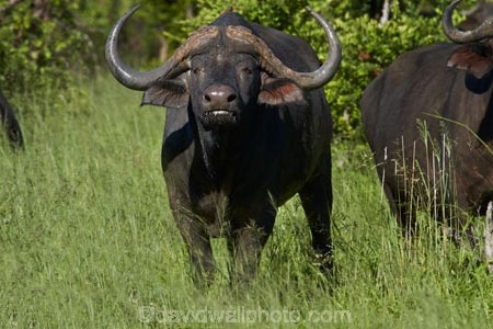 Africa;African-buffalo;African-buffaloes;animal;animals;buffalo;buffalo-herd;buffalo-herds;buffaloes;Cape-buffalo;cape-buffaloes;game-park;game-parks;game-reserve;game-reserves;Hwange-N.P.;Hwange-National-Park;Hwange-NP;mammal;mammals;national-park;national-parks;Southern-Africa;Syncerus-caffer;Syncerus-caffer-caffer;Wankie-Game-Reserve;wildlife;wildlife-park;wildlife-parks;wildlife-reserve;wildlife-reserves;Zimbabwe