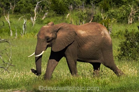 Africa;African-bush-elephant;African-bush-elephants;African-elephant;African-elephants;animal;animals;elephant;elephants;game-park;game-parks;game-reserve;game-reserves;Hwange-N.P.;Hwange-National-Park;Hwange-NP;Loxodonta-africana;mammal;mammals;national-park;national-parks;pachyderm;pachyderms;Southern-Africa;Wankie-Game-Reserve;wildlife;wildlife-park;wildlife-parks;wildlife-reserve;wildlife-reserves;Zimbabwe