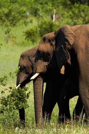 Africa;African-bush-elephant;African-bush-elephants;African-elephant;African-elephants;animal;animals;elephant;elephants;game-park;game-parks;game-reserve;game-reserves;Hwange-N.P.;Hwange-National-Park;Hwange-NP;Loxodonta-africana;mammal;mammals;national-park;national-parks;pachyderm;pachyderms;Southern-Africa;Wankie-Game-Reserve;wildlife;wildlife-park;wildlife-parks;wildlife-reserve;wildlife-reserves;Zimbabwe