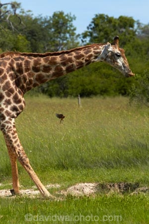 Africa;Angolan-giraffe;Angolan-giraffes;animal;animals;game-park;game-parks;game-reserve;game-reserves;Giraffa-camelopardalis;Giraffa-camelopardalis-angolensis;giraffe;giraffes;Hwange-N.P.;Hwange-National-Park;Hwange-NP;mammal;mammals;national-park;national-parks;Southern-Africa;Wankie-Game-Reserve;wildlife;wildlife-park;wildlife-parks;wildlife-reserve;wildlife-reserves;Zimbabwe