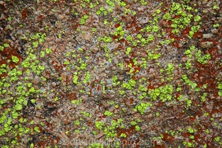 Africa;Big-Cave-Camp;boulder;boulders;Bulawayo;colourful;crustose-lichen;crustose-lichens;lichen;lichens;Matobo-Hills;Matobo-National-Park;Matopos-Hills;rock;rocks;Southern-Africa;Zimbabwe