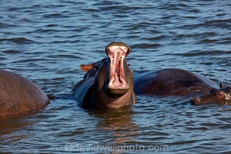 Africa;African;African-animals;African-wildlife;animal;animals;hippo;hippopotami;hippopotamus;Hippopotamus-amphibius;hippopotamuses;hippos;mammal;mammals;mouth;river;rivers;Southern-Africa;teeth;tusks;wildlife;yawn;Zambezi;Zambezi-River;Zimbabwe