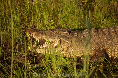 Africa;croc;crocodile;crocodiles;Crocodylus-niloticus;crocs;game-viewing;natural;nature;Nile-crocodile;Nile-crocodiles;reptile;reptiles;river;rivers;Southern-Africa;wild;wilderness;wildlife;Zambezi-River;Zimbabwe