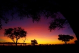 acacia;acacia-tree;acacia-trees;acacias;Africa;African-sunset;African-sunsets;dusk;evening;game-park;game-parks;game-reserve;game-reserves;Hwange-N.P.;Hwange-National-Park;Hwange-NP;national-park;national-parks;Ngweshla-Camp;Ngweshla-Picnic-Area;Ngweshla-Picnic-Site;night;night_time;nightfall;orange;Southern-Africa;sunset;sunsets;tree;trees;twilight;Wankie-Game-Reserve;wildlife-park;wildlife-parks;wildlife-reserve;wildlife-reserves;Zimbabwe