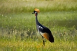 Africa;Animal;animals;avian;Balearica-regulorum;bird;bird-spotting;bird-watching;bird_watching;birds;crane;cranes;Crowned-Crane;Crowned-Cranes;eco-tourism;eco_tourism;ecotourism;Fauna;game-park;game-parks;game-reserve;game-reserves;Gray-Crowned-Crane;Gray-Crowned-Cranes;Grey-Crowned-Crane;Grey-Crowned-Cranes;Hwange-N.P.;Hwange-National-Park;Hwange-NP;national-park;national-parks;Natural;Nature;Ornithology;Southern-Africa;Wankie-Game-Reserve;wild;wildlife;wildlife-park;wildlife-parks;wildlife-reserve;wildlife-reserves;Zimbabwe