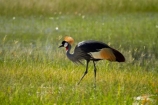 Africa;Animal;animals;avian;Balearica-regulorum;bird;bird-spotting;bird-watching;bird_watching;birds;crane;cranes;Crowned-Crane;Crowned-Cranes;eco-tourism;eco_tourism;ecotourism;Fauna;game-park;game-parks;game-reserve;game-reserves;Gray-Crowned-Crane;Gray-Crowned-Cranes;Grey-Crowned-Crane;Grey-Crowned-Cranes;Hwange-N.P.;Hwange-National-Park;Hwange-NP;national-park;national-parks;Natural;Nature;Ornithology;Southern-Africa;Wankie-Game-Reserve;wild;wildlife;wildlife-park;wildlife-parks;wildlife-reserve;wildlife-reserves;Zimbabwe