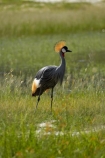 Africa;Animal;animals;avian;Balearica-regulorum;bird;bird-spotting;bird-watching;bird_watching;birds;crane;cranes;Crowned-Crane;Crowned-Cranes;eco-tourism;eco_tourism;ecotourism;Fauna;game-park;game-parks;game-reserve;game-reserves;Gray-Crowned-Crane;Gray-Crowned-Cranes;Grey-Crowned-Crane;Grey-Crowned-Cranes;Hwange-N.P.;Hwange-National-Park;Hwange-NP;national-park;national-parks;Natural;Nature;Ornithology;Southern-Africa;Wankie-Game-Reserve;wild;wildlife;wildlife-park;wildlife-parks;wildlife-reserve;wildlife-reserves;Zimbabwe