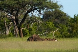 Africa;African-bush-elephant;African-bush-elephants;African-elephant;African-elephants;animal;animals;dead;dead-elephant;dead-elephants;death;elephant;elephants;game-park;game-parks;game-reserve;game-reserves;Hwange-N.P.;Hwange-National-Park;Hwange-NP;Loxodonta-africana;mammal;mammals;national-park;national-parks;pachyderm;pachyderms;Southern-Africa;Wankie-Game-Reserve;wildlife;wildlife-park;wildlife-parks;wildlife-reserve;wildlife-reserves;Zimbabwe