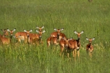 Aepyceros-melampus;Aepyceros-melampus-melampus;Africa;animal;animals;antelope;antelopes;game-park;game-parks;game-reserve;game-reserves;Hwange-N.P.;Hwange-National-Park;Hwange-NP;impala;impalas;mammal;mammals;national-park;national-parks;Southern-Africa;Wankie-Game-Reserve;wildlife;wildlife-park;wildlife-parks;wildlife-reserve;wildlife-reserves;Zimbabwe