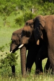 Africa;African-bush-elephant;African-bush-elephants;African-elephant;African-elephants;animal;animals;elephant;elephants;game-park;game-parks;game-reserve;game-reserves;Hwange-N.P.;Hwange-National-Park;Hwange-NP;Loxodonta-africana;mammal;mammals;national-park;national-parks;pachyderm;pachyderms;Southern-Africa;Wankie-Game-Reserve;wildlife;wildlife-park;wildlife-parks;wildlife-reserve;wildlife-reserves;Zimbabwe