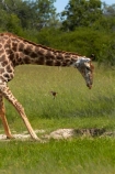 Africa;Angolan-giraffe;Angolan-giraffes;animal;animals;game-park;game-parks;game-reserve;game-reserves;Giraffa-camelopardalis;Giraffa-camelopardalis-angolensis;giraffe;giraffes;Hwange-N.P.;Hwange-National-Park;Hwange-NP;mammal;mammals;national-park;national-parks;Southern-Africa;Wankie-Game-Reserve;wildlife;wildlife-park;wildlife-parks;wildlife-reserve;wildlife-reserves;Zimbabwe
