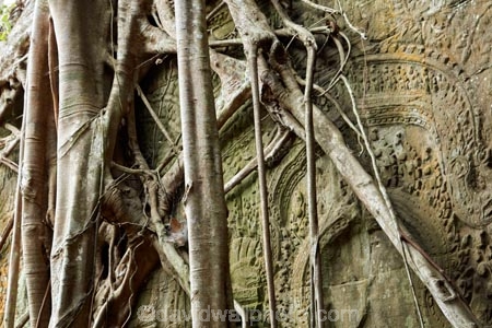 1186AD;12th-century;abandon;abandoned;ancient-temple;ancient-temples;Angkor;Angkor-Archaeological-Park;Angkor-Region;Angkor-Wat-World-Heritage-Area;Angkor-Wat-World-Heritage-Park;Angkor-Wat-World-Heritage-Site;Angkor-World-Heritage-Area;Angkor-World-Heritage-Park;Angkor-World-Heritage-Site;archaeological-site;archaeological-sites;Asia;bas-relief;bas-relief-carving;bas-relief-carvings;bas_relief;bas_relief-carving;bas_relief-carvings;Buddhist-temple;Buddhist-temples;building;buildings;Cambodia;Cambodian;Ceiba-pentandra;heritage;historic;historic-place;historic-places;historical;historical-place;historical-places;history;Indochina-Peninsula;jungle;Kampuchea;Khmer-Capital;Khmer-Empire;Khmer-temple;Khmer-temples;Kingdom-of-Cambodia;old;overgrown;place-of-worship;places-of-worship;religion;religions;religious;religious-monument;religious-monuments;religious-site;root;roots;ruin;ruins;Siem-Reap;Siem-Reap-Province;silk_cotton-tree;Southeast-Asia;stone;stone-building;stone-carving;stone-carvings;stonework;Ta-Prohm;Ta-Prohm-temple;Ta-Prohm-temple-ruins;temple-ruins;Tetrameles-nudiflora;thitpok;tradition;traditional;tree;tree-root;tree-roots;trees;twelfth-century;UN-world-heritage-area;UN-world-heritage-site;UNESCO-World-Heritage-area;UNESCO-World-Heritage-Site;united-nations-world-heritage-area;united-nations-world-heritage-site;world-heritage;world-heritage-area;world-heritage-areas;World-Heritage-Park;World-Heritage-site;World-Heritage-Sites
