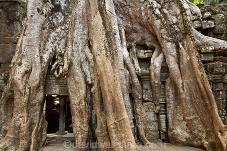 1186AD;12th-century;abandon;abandoned;ancient-temple;ancient-temples;Angkor;Angkor-Archaeological-Park;Angkor-Region;Angkor-Wat-World-Heritage-Area;Angkor-Wat-World-Heritage-Park;Angkor-Wat-World-Heritage-Site;Angkor-World-Heritage-Area;Angkor-World-Heritage-Park;Angkor-World-Heritage-Site;archaeological-site;archaeological-sites;Asia;bas-relief;bas-relief-carving;bas-relief-carvings;bas_relief;bas_relief-carving;bas_relief-carvings;Buddhist-temple;Buddhist-temples;building;buildings;Cambodia;Cambodian;Ceiba-pentandra;heritage;historic;historic-place;historic-places;historical;historical-place;historical-places;history;Indochina-Peninsula;jungle;Kampuchea;Khmer-Capital;Khmer-Empire;Khmer-temple;Khmer-temples;Kingdom-of-Cambodia;old;overgrown;place-of-worship;places-of-worship;religion;religions;religious;religious-monument;religious-monuments;religious-site;root;roots;ruin;ruins;Siem-Reap;Siem-Reap-Province;silk_cotton-tree;Southeast-Asia;stone;stone-building;stone-carving;stone-carvings;stonework;Ta-Prohm;Ta-Prohm-temple;Ta-Prohm-temple-ruins;temple-ruins;Tetrameles-nudiflora;thitpok;tradition;traditional;tree;tree-root;tree-roots;trees;twelfth-century;UN-world-heritage-area;UN-world-heritage-site;UNESCO-World-Heritage-area;UNESCO-World-Heritage-Site;united-nations-world-heritage-area;united-nations-world-heritage-site;world-heritage;world-heritage-area;world-heritage-areas;World-Heritage-Park;World-Heritage-site;World-Heritage-Sites