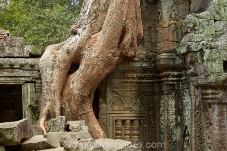 1186AD;12th-century;abandon;abandoned;ancient-temple;ancient-temples;Angkor;Angkor-Archaeological-Park;Angkor-Region;Angkor-Wat-World-Heritage-Area;Angkor-Wat-World-Heritage-Park;Angkor-Wat-World-Heritage-Site;Angkor-World-Heritage-Area;Angkor-World-Heritage-Park;Angkor-World-Heritage-Site;archaeological-site;archaeological-sites;Asia;bas-relief;bas-relief-carving;bas-relief-carvings;bas_relief;bas_relief-carving;bas_relief-carvings;Buddhist-temple;Buddhist-temples;building;buildings;Cambodia;Cambodian;Ceiba-pentandra;heritage;historic;historic-place;historic-places;historical;historical-place;historical-places;history;Indochina-Peninsula;jungle;Kampuchea;Khmer-Capital;Khmer-Empire;Khmer-temple;Khmer-temples;Kingdom-of-Cambodia;old;overgrown;place-of-worship;places-of-worship;religion;religions;religious;religious-monument;religious-monuments;religious-site;root;roots;ruin;ruins;Siem-Reap;Siem-Reap-Province;silk_cotton-tree;Southeast-Asia;stone;stone-building;stone-carving;stone-carvings;stonework;Ta-Prohm;Ta-Prohm-temple;Ta-Prohm-temple-ruins;temple-ruins;Tetrameles-nudiflora;thitpok;tradition;traditional;tree;tree-root;tree-roots;trees;twelfth-century;UN-world-heritage-area;UN-world-heritage-site;UNESCO-World-Heritage-area;UNESCO-World-Heritage-Site;united-nations-world-heritage-area;united-nations-world-heritage-site;world-heritage;world-heritage-area;world-heritage-areas;World-Heritage-Park;World-Heritage-site;World-Heritage-Sites