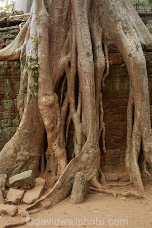1186AD;12th-century;abandon;abandoned;ancient-temple;ancient-temples;Angkor;Angkor-Archaeological-Park;Angkor-Region;Angkor-Wat-World-Heritage-Area;Angkor-Wat-World-Heritage-Park;Angkor-Wat-World-Heritage-Site;Angkor-World-Heritage-Area;Angkor-World-Heritage-Park;Angkor-World-Heritage-Site;archaeological-site;archaeological-sites;Asia;Buddhist-temple;Buddhist-temples;building;buildings;Cambodia;Cambodian;Ceiba-pentandra;heritage;historic;historic-place;historic-places;historical;historical-place;historical-places;history;Indochina-Peninsula;jungle;Kampuchea;Khmer-Capital;Khmer-Empire;Khmer-temple;Khmer-temples;Kingdom-of-Cambodia;old;overgrown;place-of-worship;places-of-worship;religion;religions;religious;religious-monument;religious-monuments;religious-site;root;roots;ruin;ruins;Siem-Reap;Siem-Reap-Province;silk_cotton-tree;Southeast-Asia;stone;stone-building;stonework;Ta-Prohm;Ta-Prohm-temple;Ta-Prohm-temple-ruins;temple-ruins;Tetrameles-nudiflora;thitpok;tradition;traditional;tree;tree-root;tree-roots;trees;twelfth-century;UN-world-heritage-area;UN-world-heritage-site;UNESCO-World-Heritage-area;UNESCO-World-Heritage-Site;united-nations-world-heritage-area;united-nations-world-heritage-site;world-heritage;world-heritage-area;world-heritage-areas;World-Heritage-Park;World-Heritage-site;World-Heritage-Sites