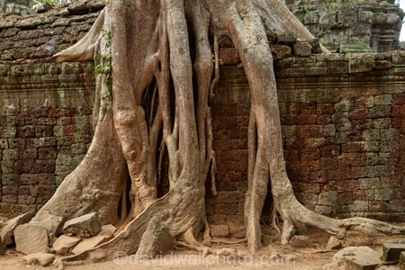 1186AD;12th-century;abandon;abandoned;ancient-temple;ancient-temples;Angkor;Angkor-Archaeological-Park;Angkor-Region;Angkor-Wat-World-Heritage-Area;Angkor-Wat-World-Heritage-Park;Angkor-Wat-World-Heritage-Site;Angkor-World-Heritage-Area;Angkor-World-Heritage-Park;Angkor-World-Heritage-Site;archaeological-site;archaeological-sites;Asia;Buddhist-temple;Buddhist-temples;building;buildings;Cambodia;Cambodian;Ceiba-pentandra;heritage;historic;historic-place;historic-places;historical;historical-place;historical-places;history;Indochina-Peninsula;jungle;Kampuchea;Khmer-Capital;Khmer-Empire;Khmer-temple;Khmer-temples;Kingdom-of-Cambodia;old;overgrown;place-of-worship;places-of-worship;religion;religions;religious;religious-monument;religious-monuments;religious-site;root;roots;ruin;ruins;Siem-Reap;Siem-Reap-Province;silk_cotton-tree;Southeast-Asia;stone;stone-building;stonework;Ta-Prohm;Ta-Prohm-temple;Ta-Prohm-temple-ruins;temple-ruins;Tetrameles-nudiflora;thitpok;tradition;traditional;tree;tree-root;tree-roots;trees;twelfth-century;UN-world-heritage-area;UN-world-heritage-site;UNESCO-World-Heritage-area;UNESCO-World-Heritage-Site;united-nations-world-heritage-area;united-nations-world-heritage-site;world-heritage;world-heritage-area;world-heritage-areas;World-Heritage-Park;World-Heritage-site;World-Heritage-Sites