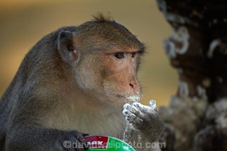 Angkor-Wat;animal;animals;Asia;Cambodia;Indochina-Peninsula;Kampuchea;Kingdom-of-Cambodia;Long_Tailed-Macaque;Long_Tailed-Macaque-Monkey;Long_Tailed-Macaque-Monkeys;Macaca-fascicularis;monkey;monkeys;primate;primates;Siem-Reap;Siem-Reap-Province;Southeast-Asia;stolen-milk-powder;wild;wildlife