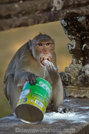 Asia;Cambodia;Indochina-Peninsula;Kampuchea;Kingdom-of-Cambodia;Long_Tailed-Macaque;Long_Tailed-Macaque-Monkey;Long_Tailed-Macaque-Monkeys;Macaca-fascicularis;monkey;monkeys;primate;primates;Siem-Reap;Siem-Reap-Province;Southeast-Asia;Angkor-Wat;animal;animals;Asia;Cambodia;Indochina-Peninsula;Kampuchea;Kingdom-of-Cambodia;Long_Tailed-Macaque;Long_Tailed-Macaque-Monkey;Long_Tailed-Macaque-Monkeys;Macaca-fascicularis;monkey;monkeys;primate;primates;Siem-Reap;Siem-Reap-Province;Southeast-Asia;stolen-milk-powder;wild;wildlife
