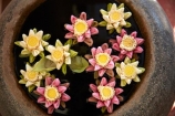 Asia;Cambodia;decoration;float;Flower;flowers;hotel;hotels;Indochina-Peninsula;Kampuchea;Kingdom-of-Cambodia;Okay-1-Hotel;Okay-1-Villa;Okay-One-Hotel;Okay-One-Villa;pot;pots;Siem-Reap;Siem-Reap-Province;Southeast-Asia