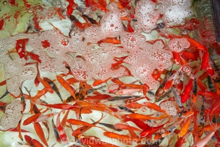 Asia;China;commerce;commercial;fish;fishes;goldfish;Goldfish-market;Goldfish-markets;goldfish-shop;goldfish-shops;goldfish-stall;goldfish-stalls;goldfishes;H.K.;HK;Hong-Kong;Hong-Kong-Special-Administrative-Region-of-the-Peoples-Republic;Kowloon;Kowloon-Peninsula;market;market-place;market-stall;market-stalls;market_place;marketplace;marketplaces;markets;Mong-Kok;Peoples-Republic-of-China;retail;retailer;retailers;shop;shopping;shops;stall;stalls;street-scene;street-scenes