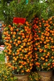 Asia;bush;bushes;China;citrus;citrus-fruit;citrus-tree;citrus-trees;commerce;commercial;flower-market;flower-markets;fruit;fruits;H.K.;HK;Hong-Kong;Hong-Kong-Flower-market;Hong-Kong-Special-Administrative-Region-of-the-Peoples-Republic;Kowloon;Kowloon-Peninsula;mandarin;mandarin-bush;mandarin-bushes;mandarin-tree;mandarin-trees;market;market-place;market-stall;market-stalls;market_place;marketplace;marketplaces;markets;Mong-Kok;orange;Peoples-Republic-of-China;plant;plants;retail;retailer;retailers;shop;shopping;shops;stall;stalls;street-market;street-markets;street-scene;street-scenes;tree;trees