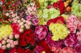 Asia;bloom;blooms;China;commerce;commercial;cut-flowers;floral;flower;flower-market;flower-markets;flower-shop;flower-shops;flower-stall;flower-stalls;flowers;H.K.;HK;Hong-Kong;Hong-Kong-Flower-market;Hong-Kong-Special-Administrative-Region-of-the-Peoples-Republic;Kowloon;Kowloon-Peninsula;market;market-place;market-stall;market-stalls;market_place;marketplace;marketplaces;markets;Mong-Kok;Peoples-Republic-of-China;pink;pink-flowers;red;red-flowers;retail;retailer;retailers;shop;shopping;shops;stall;stalls;street-market;street-markets;street-scene;street-scenes