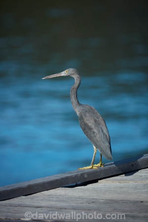Misool;Raja-Ampat;Indonesia;Asia;Southeast-Asia;South-East-Asia;Western-Indonesia;Southwest-Papua;West-Papua;Great_billed-Heron;Ardea-sumatrana;heron;herons;grey-heron;gray-heron;gray;grey;bird;birds;bird-watching;bird-photography;wading-bird;marine-bird