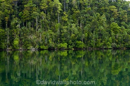 Misool;Raja-Ampat;Indonesia;Asia;Southeast-Asia;South-East-Asia;Western-Indonesia;Southwest-Papua;West-Papua;inner-archipelago;forest;forests;jungle;jungles;tropical-jungle;tropical;tropical-jungle;tropical-forest;tropical-forests;rainforest;rainforests;reflection;reflections;Misool-archipelago