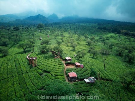 Indonesia;aerial;aerial-photo;aerial-photograph;aerial-photographs;aerial-photography;aerial-photos;aerial-view;aerial-views;aerials;drone-aerial;drone;Wonosari-tea-plantation;Malang;Java;East-Java;Wonosari;tea-plantation;Wonosari-Plantation;tea-plantations;plantation;plantations;tea;tea-farm;Asia;South-East-Asia;Southeast-Asia;farm;farming;horticulture;agriculture;Wonosari-tea;green;verdant;row;rows;terrace;terraces