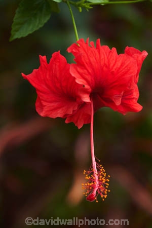 Bali;Indonesia;Southeast-Asia;Asia;Ubud;bloom;blooms;flower;flowers;garden;gardens;hibiscus;Hibiscus-rosa_sinensis;hibiscuses;plant;plants;red;red-flower;red-flowers;Red-Hibiscus;tropical;tropical-flower;tropical-flowers;tropical-garden;tropical-gardens;tropical-plant;tropical-plants
