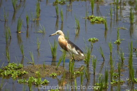 Bali;Indonesia;Southeast-Asia;Asia;Ubud;Javan-Pond_Heron;Ardeola-speciosa;rice-paddy;heron;herons;bird;birds;rice-field;rice-fields;bird-watching