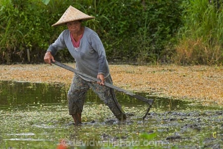 Bali;Indonesia;Southeast-Asia;Asia;Ubud;agricultural;agriculture;Asia;Asian;Asian-conical-hat;Asian-conical-hats;conical-hat;conical-hats;country;countryside;crop;crops;farm;farming;farmland;farms;female;females;field;fields;hard-work;horticulture;paddock;paddocks;paddy-field;paddy-fields;people;person;rice-field;rice-fields;rice-paddies;rice-paddy;rural;South-East-Asia;Southeast-Asia;conical-hat;woman;women;worker;workers;hoeing;hoe;dig;digging