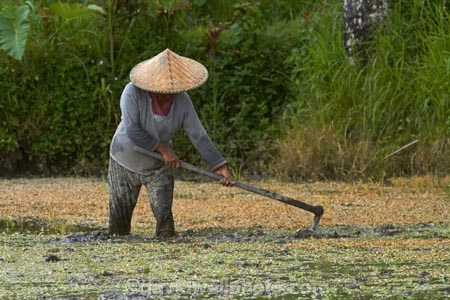 Bali;Indonesia;Southeast-Asia;Asia;Ubud;agricultural;agriculture;Asia;Asian;Asian-conical-hat;Asian-conical-hats;conical-hat;conical-hats;country;countryside;crop;crops;farm;farming;farmland;farms;female;females;field;fields;hard-work;horticulture;paddock;paddocks;paddy-field;paddy-fields;people;person;rice-field;rice-fields;rice-paddies;rice-paddy;rural;South-East-Asia;Southeast-Asia;conical-hat;woman;women;worker;workers
