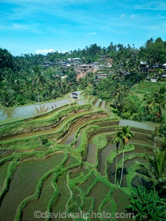 Indonesia;aerial;aerial-photo;aerial-photograph;aerial-photographs;aerial-photography;aerial-photos;aerial-view;aerial-views;aerials;drone-aerial;drone;Ubud;Bali;Tegallalang;Tegallalang-Rice-Terrace;Tegallalang-Rice-Field;Tegallalang-Rice-Terraces;Tegallalang-Rice-Fields;Tegalalang;rice-terrace;rice-terraces;UN-world-heritage-area;UN-world-heritage-site;UNESCO-World-Heritage-area;UNESCO-World-Heritage-Site;united-nations-world-heritage-area;united-nations-world-heritage-site;world-heritage;world-heritage-area;world-heritage-areas;World-Heritage-Park;World-Heritage-site;World-Heritage-Sites;lush;green;verdant