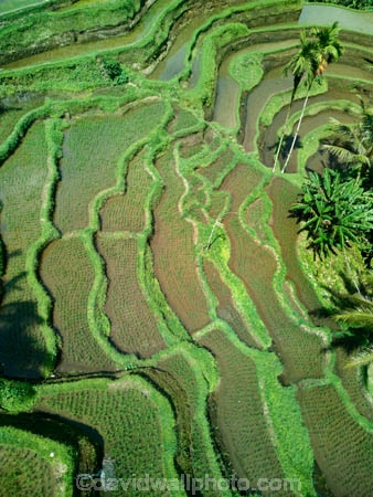 Indonesia;aerial;aerial-photo;aerial-photograph;aerial-photographs;aerial-photography;aerial-photos;aerial-view;aerial-views;aerials;drone-aerial;drone;Ubud;Bali;Tegallalang;Tegallalang-Rice-Terrace;Tegallalang-Rice-Field;Tegallalang-Rice-Terraces;Tegallalang-Rice-Fields;Tegalalang;rice-terrace;rice-terraces;UN-world-heritage-area;UN-world-heritage-site;UNESCO-World-Heritage-area;UNESCO-World-Heritage-Site;united-nations-world-heritage-area;united-nations-world-heritage-site;world-heritage;world-heritage-area;world-heritage-areas;World-Heritage-Park;World-Heritage-site;World-Heritage-Sites;lush;green;verdant