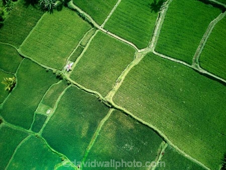 Indonesia;aerial;aerial-photo;aerial-photograph;aerial-photographs;aerial-photography;aerial-photos;aerial-view;aerial-views;aerials;drone-aerial;drone;Ubud;Bali;Tegallalang;Tegallalang-Rice-Terrace;Tegallalang-Rice-Field;Tegallalang-Rice-Terraces;Tegallalang-Rice-Fields;Tegalalang;rice-terrace;rice-terraces;UN-world-heritage-area;UN-world-heritage-site;UNESCO-World-Heritage-area;UNESCO-World-Heritage-Site;united-nations-world-heritage-area;united-nations-world-heritage-site;world-heritage;world-heritage-area;world-heritage-areas;World-Heritage-Park;World-Heritage-site;World-Heritage-Sites;lush;green;verdant