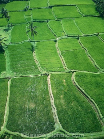 Indonesia;aerial;aerial-photo;aerial-photograph;aerial-photographs;aerial-photography;aerial-photos;aerial-view;aerial-views;aerials;drone-aerial;drone;Ubud;Bali;Tegallalang;Tegallalang-Rice-Terrace;Tegallalang-Rice-Field;Tegallalang-Rice-Terraces;Tegallalang-Rice-Fields;Tegalalang;rice-terrace;rice-terraces;UN-world-heritage-area;UN-world-heritage-site;UNESCO-World-Heritage-area;UNESCO-World-Heritage-Site;united-nations-world-heritage-area;united-nations-world-heritage-site;world-heritage;world-heritage-area;world-heritage-areas;World-Heritage-Park;World-Heritage-site;World-Heritage-Sites;lush;green;verdant