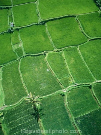 Indonesia;aerial;aerial-photo;aerial-photograph;aerial-photographs;aerial-photography;aerial-photos;aerial-view;aerial-views;aerials;drone-aerial;drone;Ubud;Bali;Tegallalang;Tegallalang-Rice-Terrace;Tegallalang-Rice-Field;Tegallalang-Rice-Terraces;Tegallalang-Rice-Fields;Tegalalang;rice-terrace;rice-terraces;UN-world-heritage-area;UN-world-heritage-site;UNESCO-World-Heritage-area;UNESCO-World-Heritage-Site;united-nations-world-heritage-area;united-nations-world-heritage-site;world-heritage;world-heritage-area;world-heritage-areas;World-Heritage-Park;World-Heritage-site;World-Heritage-Sites;lush;green;verdant