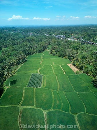 Indonesia;aerial;aerial-photo;aerial-photograph;aerial-photographs;aerial-photography;aerial-photos;aerial-view;aerial-views;aerials;drone-aerial;drone;Ubud;Bali;Tegallalang;Tegallalang-Rice-Terrace;Tegallalang-Rice-Field;Tegallalang-Rice-Terraces;Tegallalang-Rice-Fields;Tegalalang;rice-terrace;rice-terraces;UN-world-heritage-area;UN-world-heritage-site;UNESCO-World-Heritage-area;UNESCO-World-Heritage-Site;united-nations-world-heritage-area;united-nations-world-heritage-site;world-heritage;world-heritage-area;world-heritage-areas;World-Heritage-Park;World-Heritage-site;World-Heritage-Sites;lush;green;verdant