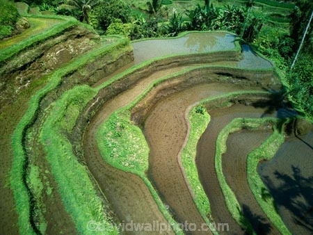 Indonesia;aerial;aerial-photo;aerial-photograph;aerial-photographs;aerial-photography;aerial-photos;aerial-view;aerial-views;aerials;drone-aerial;drone;Ubud;Bali;Tegallalang;Tegallalang-Rice-Terrace;Tegallalang-Rice-Field;Tegallalang-Rice-Terraces;Tegallalang-Rice-Fields;Tegalalang;rice-terrace;rice-terraces;UN-world-heritage-area;UN-world-heritage-site;UNESCO-World-Heritage-area;UNESCO-World-Heritage-Site;united-nations-world-heritage-area;united-nations-world-heritage-site;world-heritage;world-heritage-area;world-heritage-areas;World-Heritage-Park;World-Heritage-site;World-Heritage-Sites;lush;green;verdant