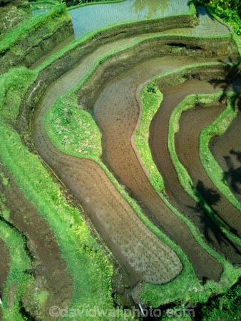 Indonesia;aerial;aerial-photo;aerial-photograph;aerial-photographs;aerial-photography;aerial-photos;aerial-view;aerial-views;aerials;drone-aerial;drone;Ubud;Bali;Tegallalang;Tegallalang-Rice-Terrace;Tegallalang-Rice-Field;Tegallalang-Rice-Terraces;Tegallalang-Rice-Fields;Tegalalang;rice-terrace;rice-terraces;UN-world-heritage-area;UN-world-heritage-site;UNESCO-World-Heritage-area;UNESCO-World-Heritage-Site;united-nations-world-heritage-area;united-nations-world-heritage-site;world-heritage;world-heritage-area;world-heritage-areas;World-Heritage-Park;World-Heritage-site;World-Heritage-Sites;lush;green;verdant