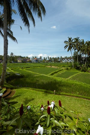 Bali;Indonesia;Southeast-Asia;Asia;Ubud;green;agricultural;agriculture;Asia;Asian;Asian;country;countryside;crop;crops;farm;farming;farmland;palm-tree;palm-trees;Tegallalang;Tegallalang-Rice-Terrace;Tegallalang-Rice-Field;Tegallalang-Rice-Terrace;Tegallalang-Rice-Fieldfarms;field;fields;horticulture;paddock;paddocks;paddy-field;paddy-fields;rice-field;rice-fields;rice-paddies;rice-paddy;rural;Tegalalang;rice-terrace;rice-terraces