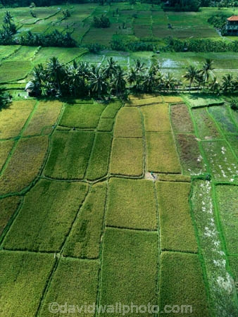 Indonesia;aerial;aerial-photo;aerial-photograph;aerial-photographs;aerial-photography;aerial-photos;aerial-view;aerial-views;aerials;drone-aerial;drone;Ubud;Bali;lush;green;verdant;Kajeng;Kajeng-Rice-Field;Kajeng-Rice-Fields;green;agricultural;agriculture;Asia;Asian;Asian;country;countryside;crop;crops;farm;farming;farmland;farms;field;fields;horticulture;paddock;paddocks;paddy-field;paddy-fields;rice-field;rice-fields;rice-paddies;rice-paddy;rural